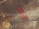 Yukarı Koymat’ta 14.390 m² 30 yaşında Genç FISTIKLIK